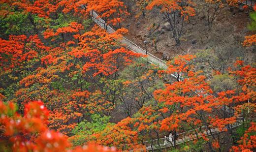 户外@2~8人【花漾滇川】昆明&西昌蓝花楹▪东川红土地▪元谋土林▪攀枝花凤凰花▪大石板村▪七里坝杜鹃花▪黑井古镇▪富民蓝花楹6天 商品图4