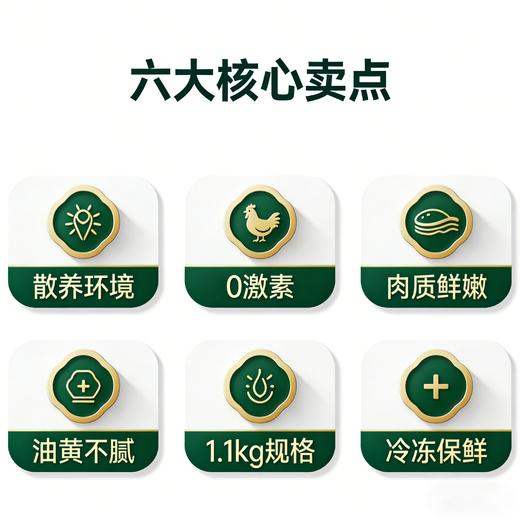【东滩绿港】散养崇明母鸡（约12个月、净重约1.1kg左右） 商品图2