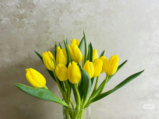 现货A级黄色郁金香 一扎10支 支长40厘米 支条粗壮。 商品图1