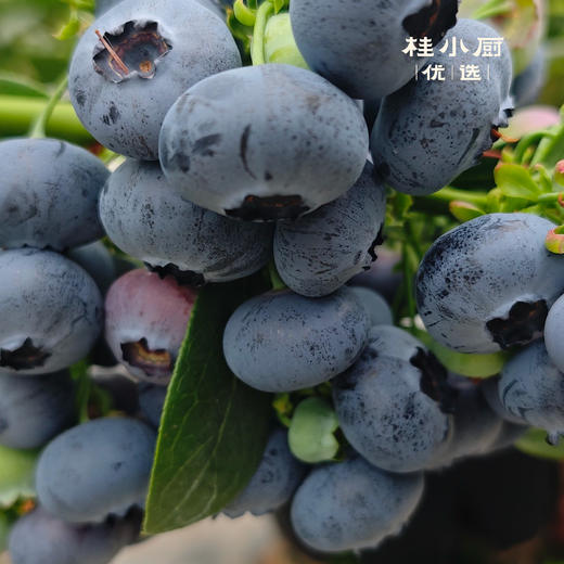 广西蒙山蓝莓（5毛硬币大，脆如冬枣，甜如初恋） 商品图3