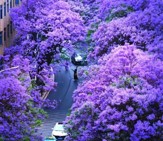 户外@2~8人【花漾滇川】昆明&西昌蓝花楹▪东川红土地▪元谋土林▪攀枝花凤凰花▪大石板村▪七里坝杜鹃花▪黑井古镇▪富民蓝花楹6天 商品图5