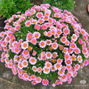 玛格丽特（冰菊）粉 商品缩略图0