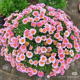 玛格丽特（冰菊）粉