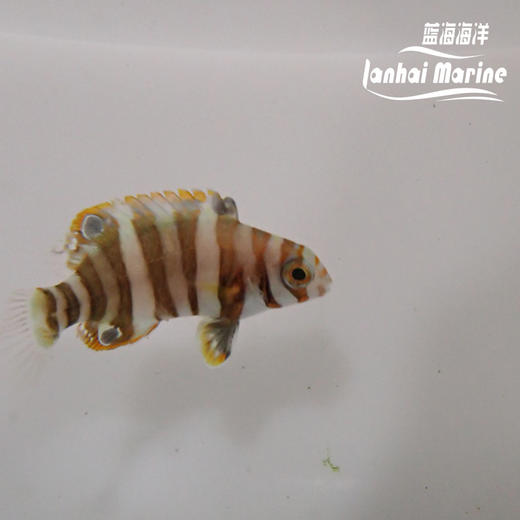 人工澳洲藩王 商品图5