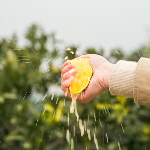 巧克力宗橙【稀缺品种，全国独有产区，限量出售，全年售卖期只有10天】（到货冷藏！） 商品图4