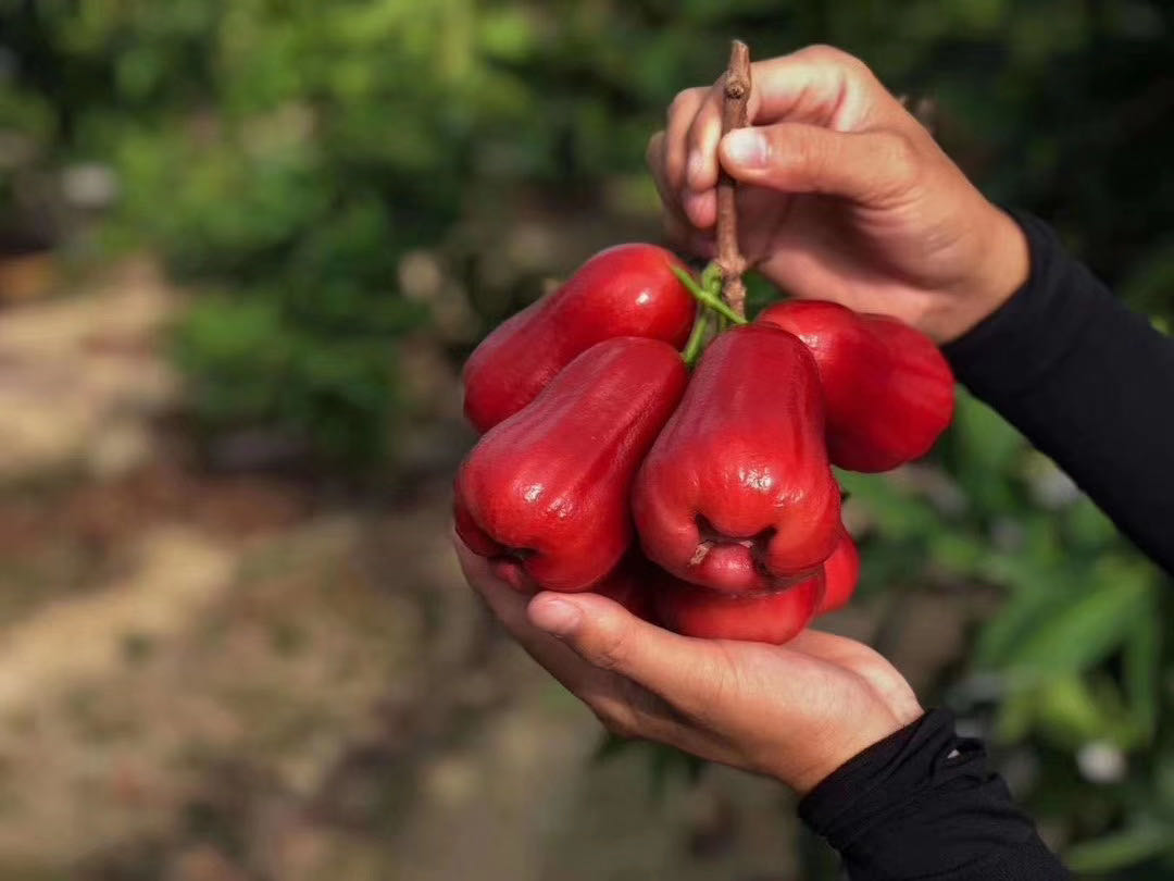 【包邮】高品质蜜风玲莲雾，长在树上的矿泉水，不一样的脆嫩多汁，甘甜清爽，营养补水好搭档