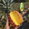 【下单后72小时发货】海南南采 金钻凤梨4.5-5斤左右 清香可口 甜而不腻 自然熟 商品缩略图14