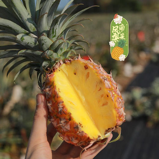 【下单后72小时发货】海南南采 金钻凤梨4.5-5斤左右 清香可口 甜而不腻 自然熟 商品图14