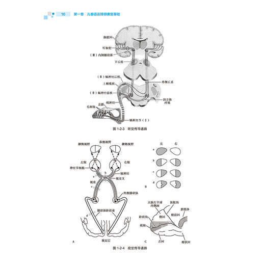 康复治疗师临床工作指南 儿童语言康复治疗技术 第2二版 刘巧云 候梅 主编 儿童语言障碍康复基础等 临床医学 人民卫生出版社 商品图4