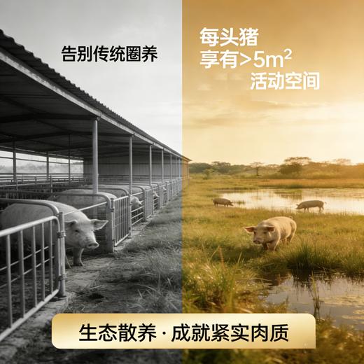 上实东滩崇明猪肉（限上海包邮） 商品图2