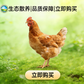 【东滩绿港】散养崇明母鸡（约12个月、净重约1.1kg左右）