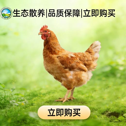 【东滩绿港】散养崇明母鸡（约12个月、净重约1.1kg左右） 商品图0