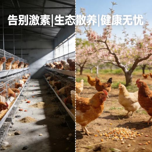 【东滩绿港】散养崇明母鸡（约12个月、净重约1.1kg左右） 商品图1