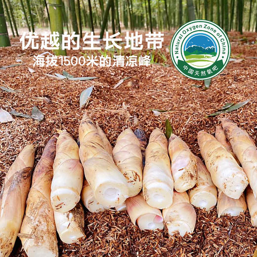 临安天目山鲜笋鲜 嫩 脆 顺丰包邮 不发隔夜笋 商品图1