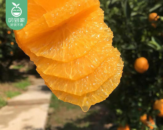 重庆奉节伦晚脐橙大果/1份（2kg±100g） 商品图4