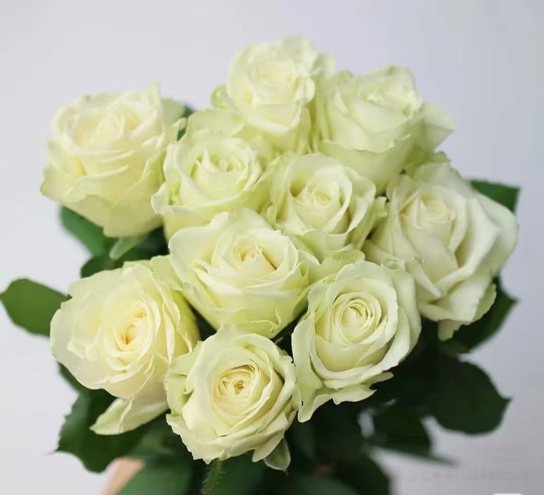 白雪山单头玫瑰20枝