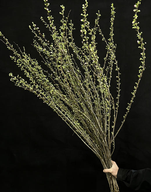 国产花材-【珍珠李】 商品图2