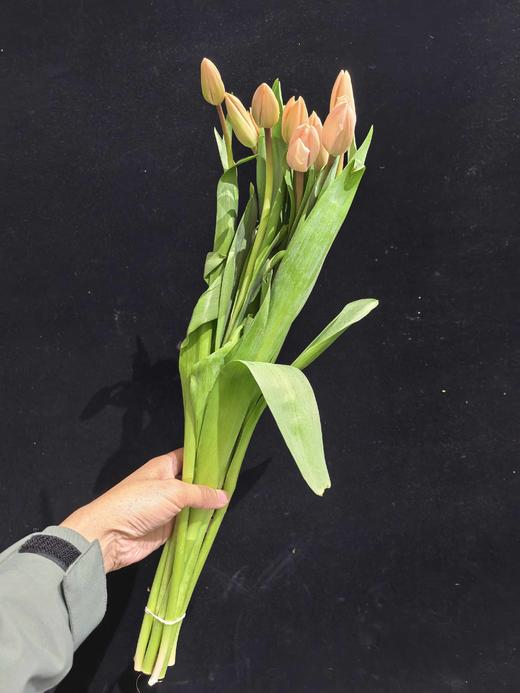 国产水蜜桃郁金香10支 商品图9