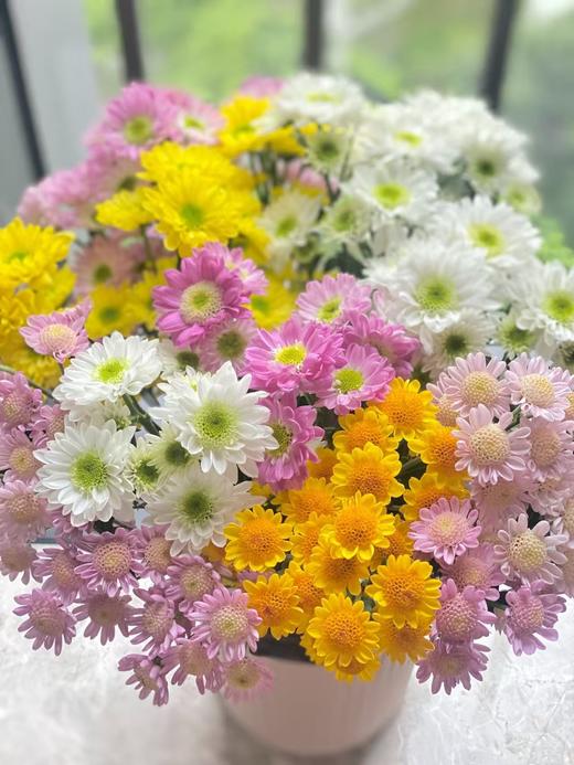 小菊10枝 商品图0