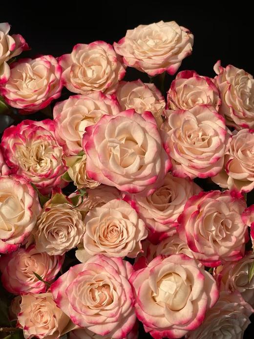 粉色多头玫瑰10枝 商品图0