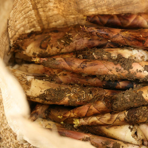 临安春笋【29元购】每日现挖 肉质细腻，鲜香脆嫩，营养丰富~ 商品图1