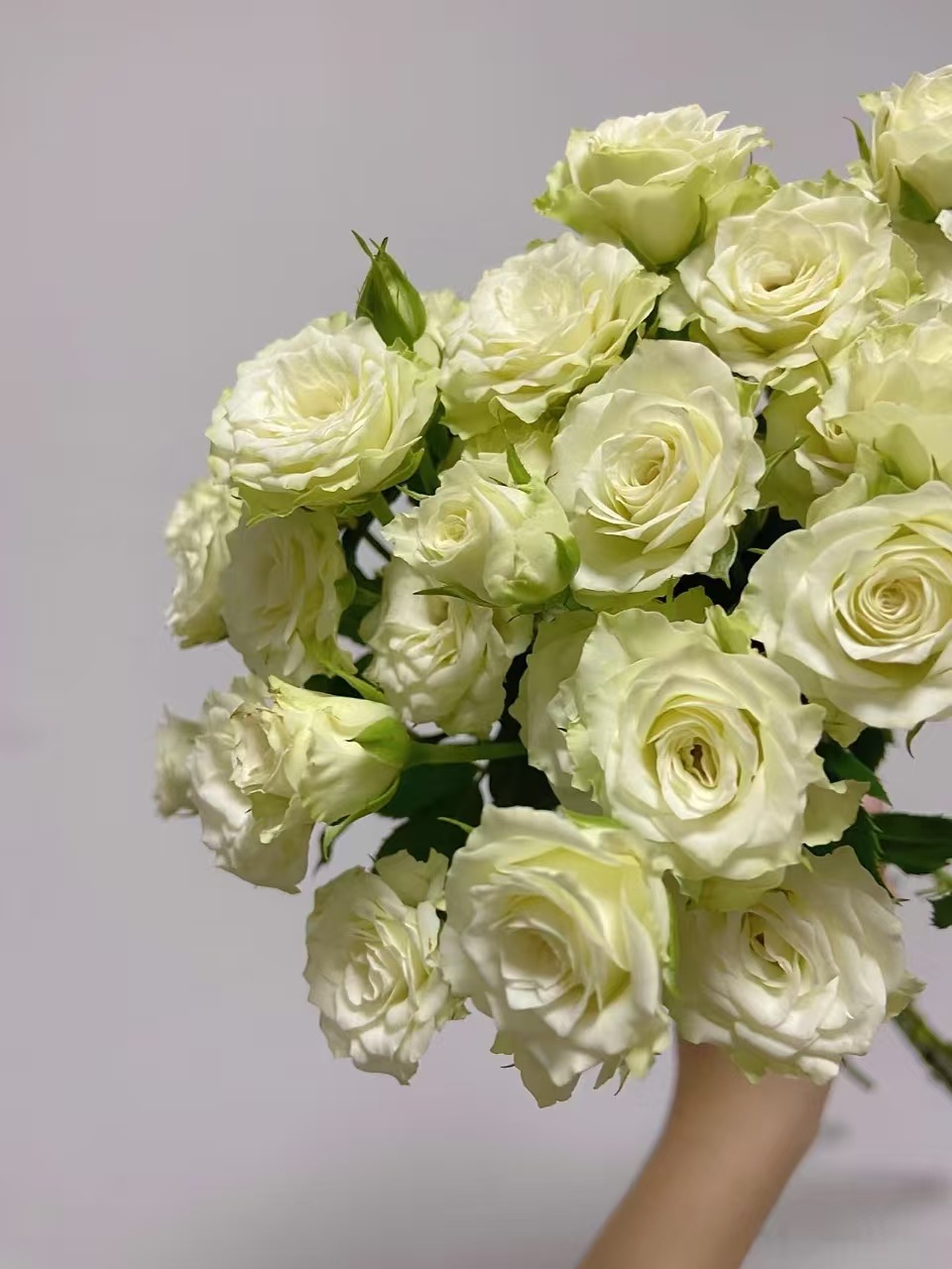 绿色多头玫瑰10枝