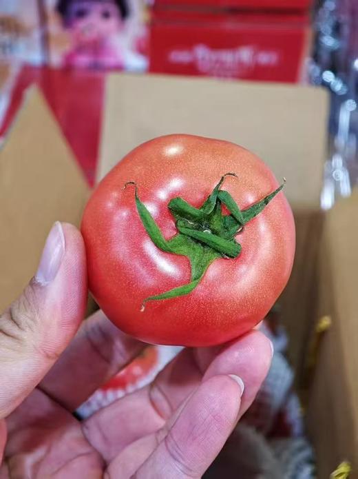 周一取货：【普罗旺斯西红柿】一箱毛重4斤左右，新鲜，汁水充足！！ 商品图3