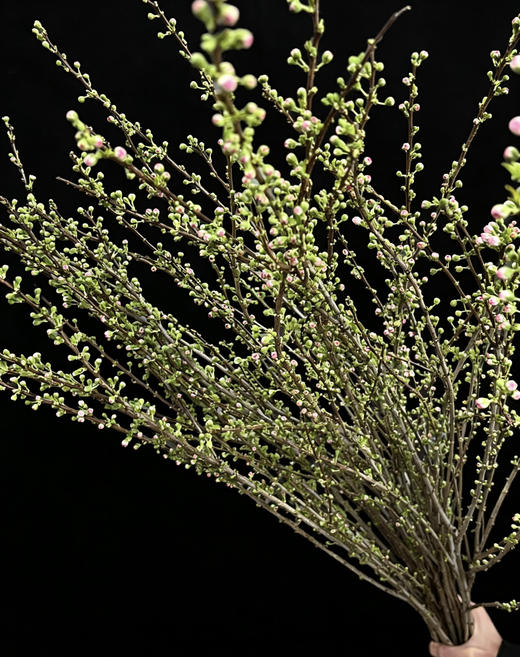 国产花材-【珍珠李】 商品图3