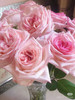现货粉荔枝玫瑰一扎10支 支长60厘米 享受会员价 商品缩略图1