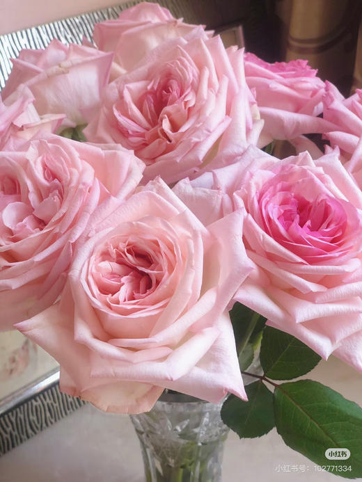 现货粉荔枝玫瑰一扎10支 支长60厘米 享受会员价 商品图1