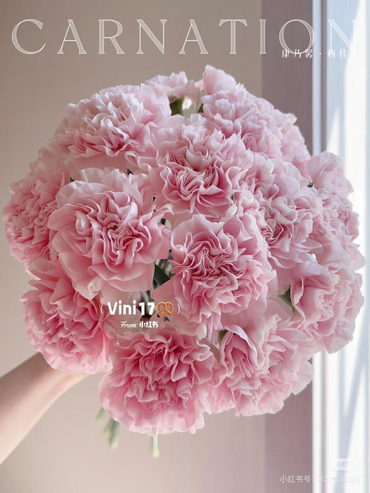 【2026.3.27】特价：1扎20枝A级樱花粉康乃馨25.9（现货 下单即可到店自提） 商品图2