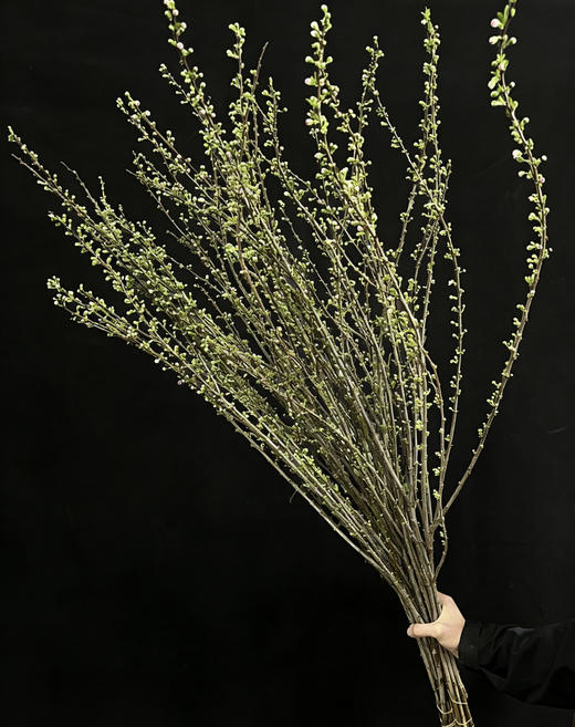 国产花材-【珍珠李】 商品图1