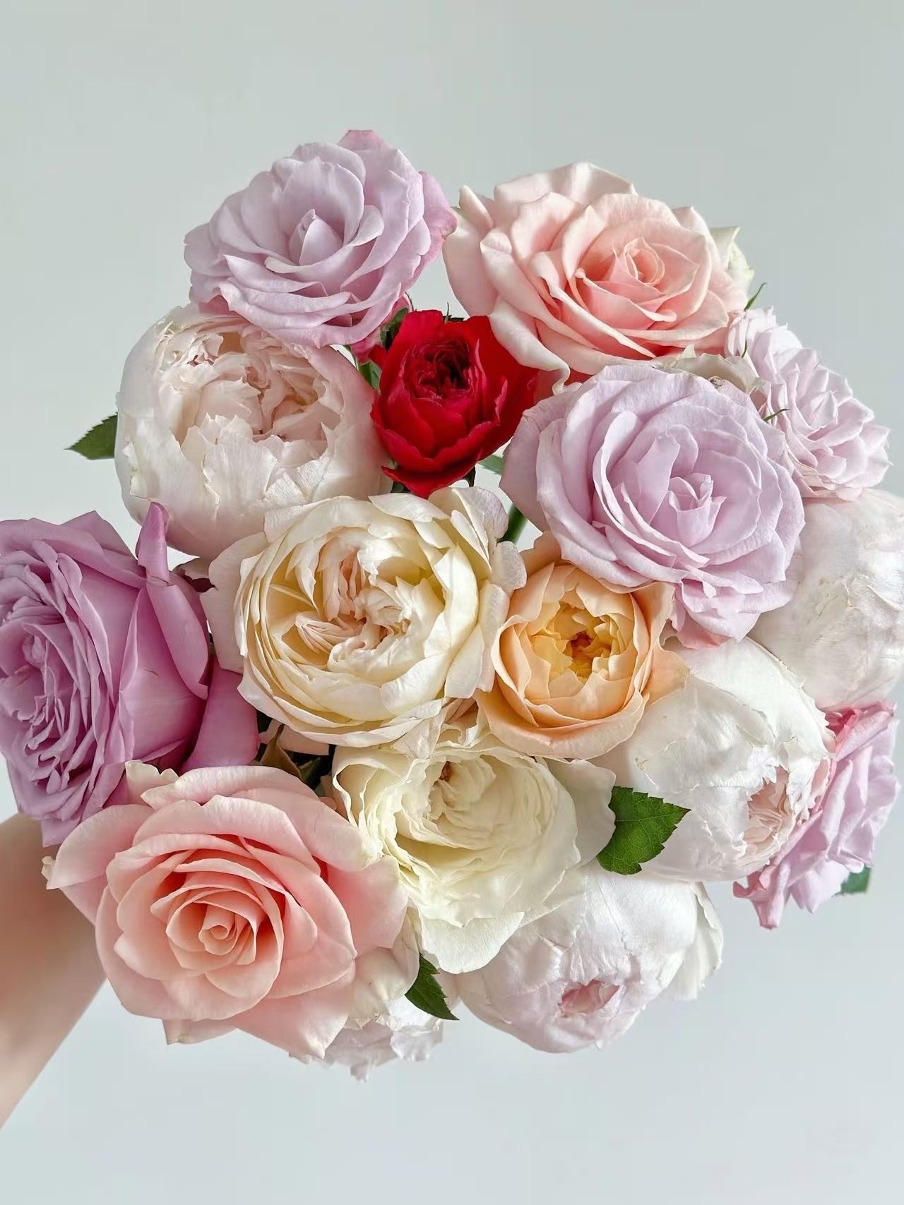 混色单头玫瑰20枝