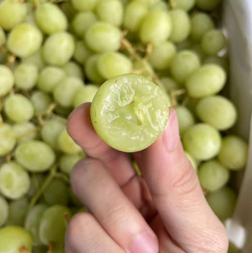 澳洲甜地球无籽青提礼盒装顺丰空运包邮从广州发货 商品图1