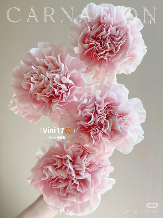 【2026.3.27】特价：1扎20枝A级樱花粉康乃馨25.9（现货 下单即可到店自提） 商品图3