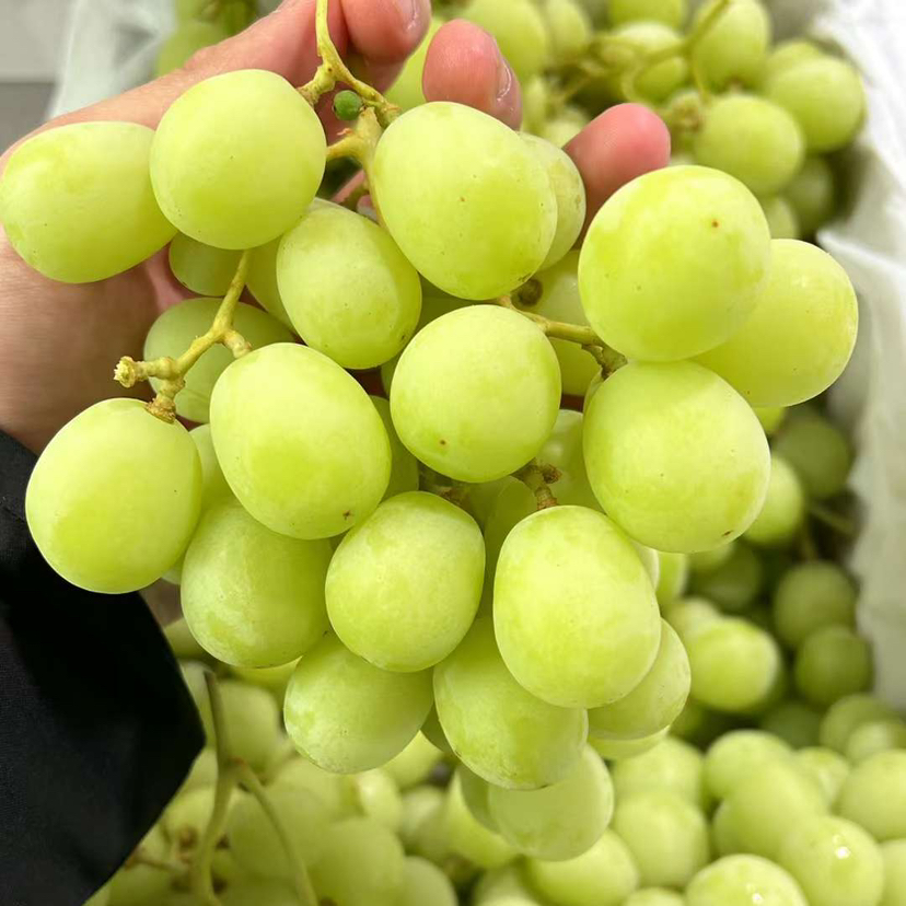 澳洲甜地球无籽青提礼盒装顺丰空运包邮从广州发货