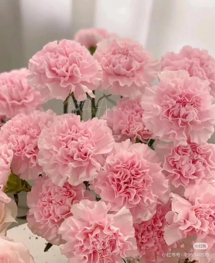 【2026.3.27】特价：1扎20枝A级樱花粉康乃馨25.9（现货 下单即可到店自提）