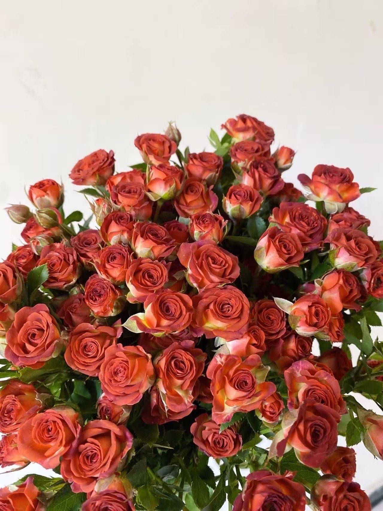 咖啡色多头玫瑰10枝