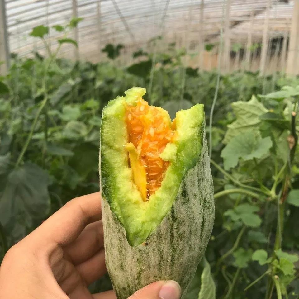 【春季头茬羊角蜜甜瓜】 脆嫩多汁甜且无渣  汁水丰盈 形似羊角 口感如蜜