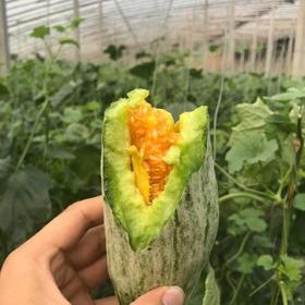 【春季头茬羊角蜜甜瓜】 脆嫩多汁甜且无渣  汁水丰盈 形似羊角 口感如蜜