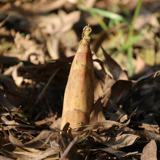 临安春笋【29元购】每日现挖 肉质细腻，鲜香脆嫩，营养丰富~ 商品图4