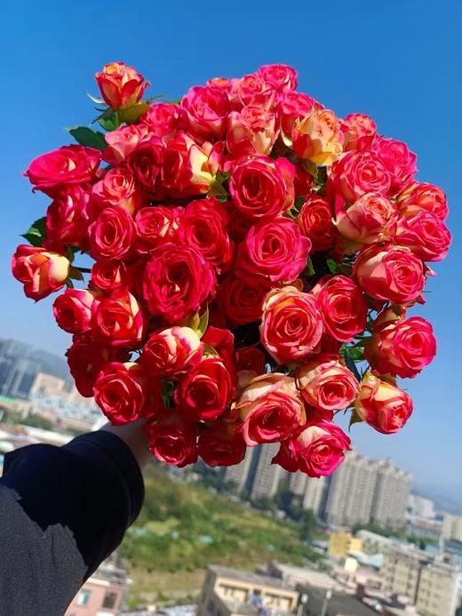 爱丽丝多头玫瑰10枝 商品图0