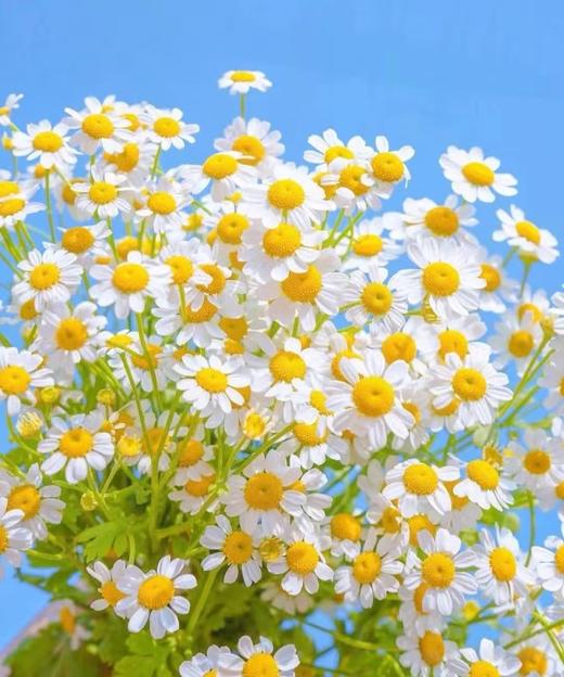 洋甘菊大花 商品图0
