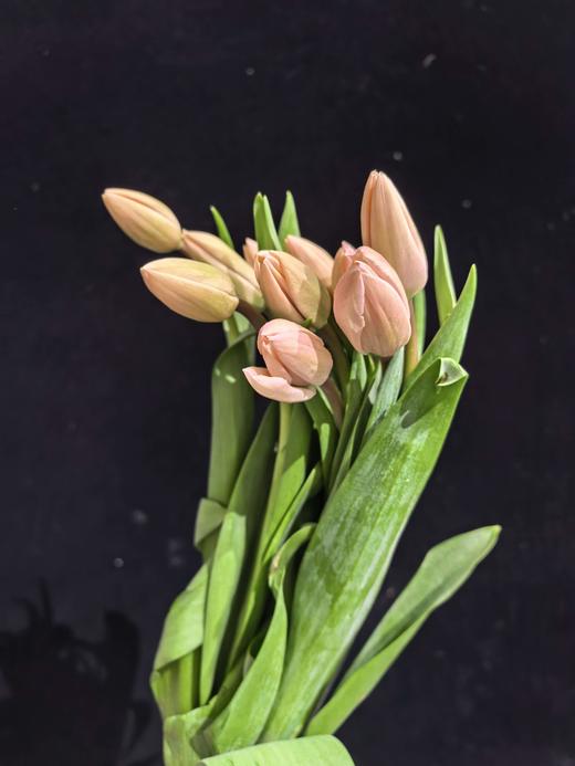 国产水蜜桃郁金香10支 商品图8