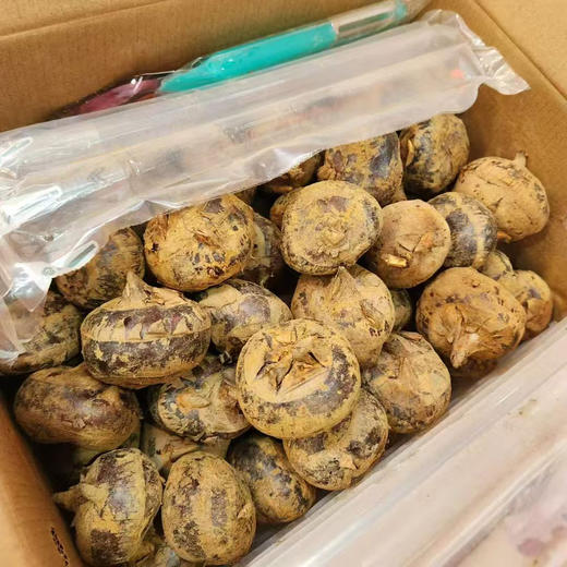 荔浦现挖马蹄  削皮即食也可做菜，脆甜可口，果汁化渣。 商品图2