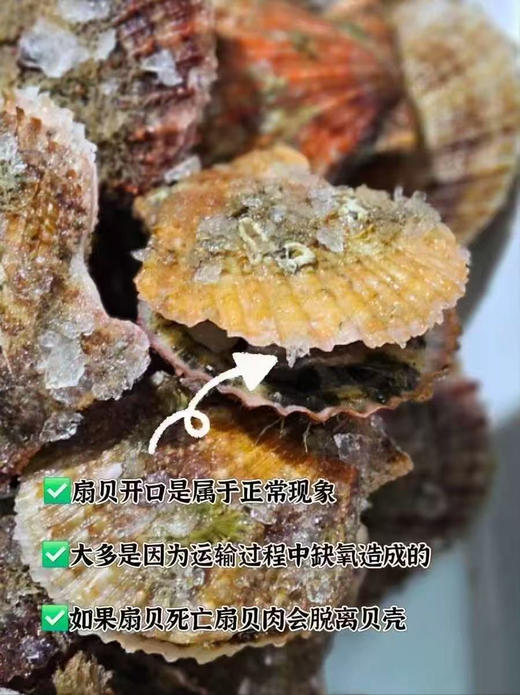 乳山栉孔小扇贝 商品图6