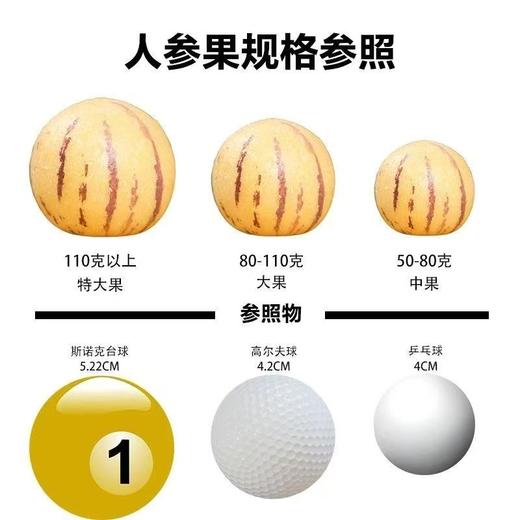 【云南石林树上熟人参果】头茬人参果 又叫糖水小炮弹 口齿留香 清甜多汁 肉质细腻 4种规格任选 商品图4