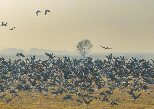 中国航拍+拍鸟专线：辽阳尾矿湖、盘锦红海滩、营口 / 东港鸟浪、丹东边境风情、大连海滨5/8天 商品图7