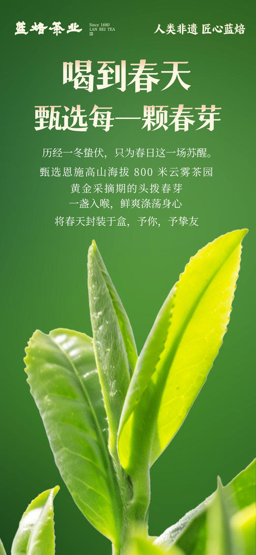 2026年 蓝焙·恩施贡芽炒青绿茶 绿款208g/盒 商品图2