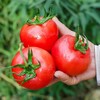 【顺丰发货】普罗旺斯西红柿 净重3/5斤（单果90g+） 沙瓤鲜嫩坏果包赔（早餐好物） 商品缩略图2
